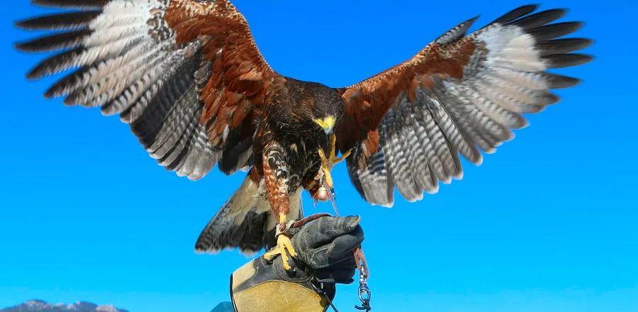Cover Image for Some Luxury Hotels Are Now Home to Uncommon Staff—Falcons, Hawks, and Eagles
