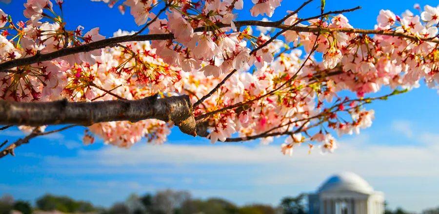 Cover Image for National Park Service Reveals Peak Bloom Dates for Washington, D.C.’s Cherry Blossoms