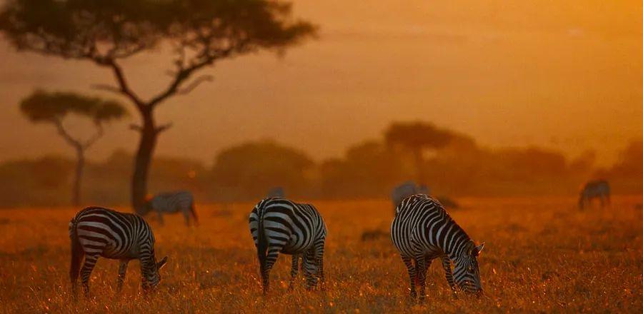 Cover Image for Kenya Adopts Visa-Free Travel, Launches New Electronic Entry System for Visitors