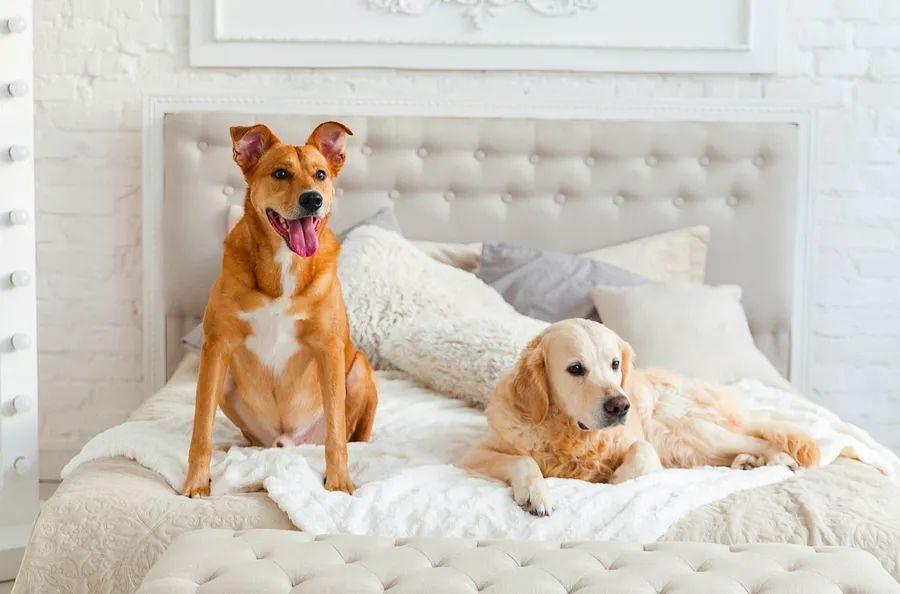 Cover Image for Beware of 'pet-friendly' hotels — they often come with hidden costs.