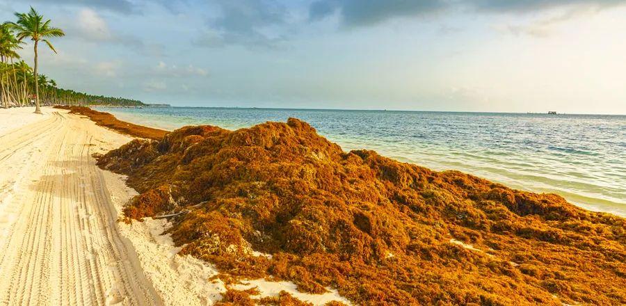 Cover Image for What a Huge Sargassum Bloom Might Mean for Your Vacation in Florida, the Caribbean, or Mexico