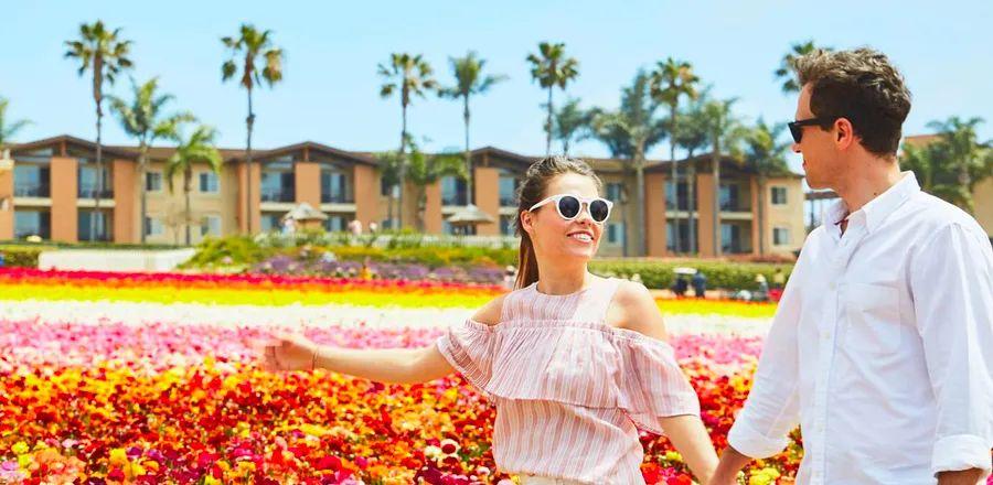 Cover Image for Flowers Take Center Stage in Carlsbad, California
