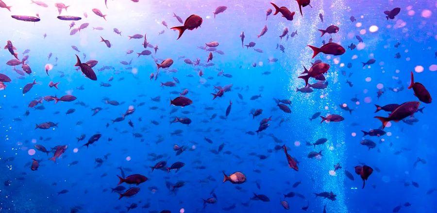Cover Image for Costa Rica Is Taking Significant Steps to Safeguard Its Waters. Are They Effective?