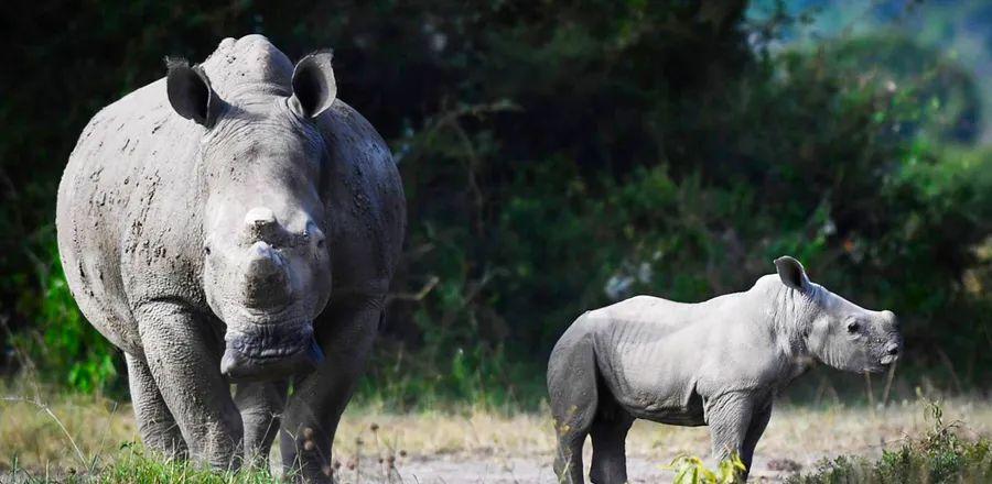 Cover Image for Rwanda's White Rhinos Flourishing After Historic Relocation