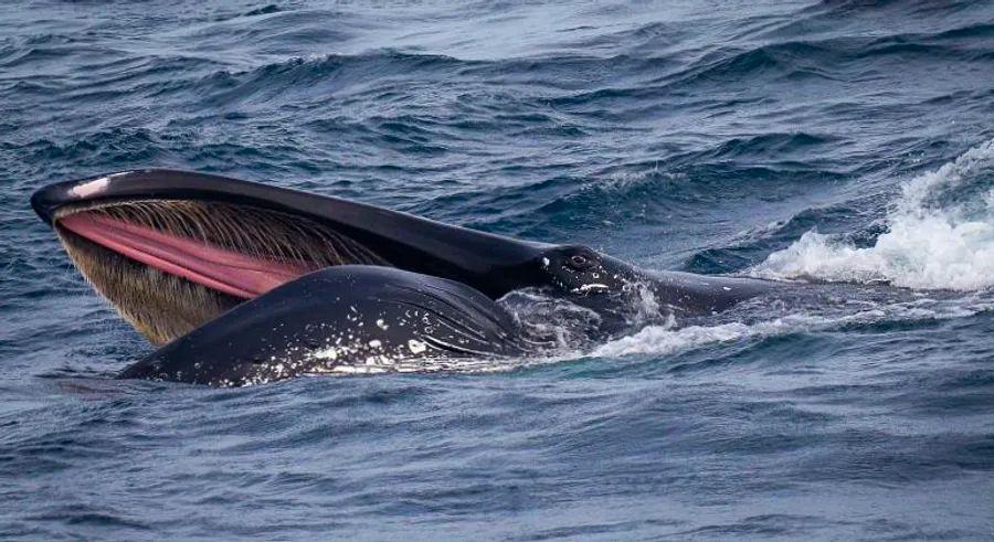 Cover Image for Rare sighting of a ‘megapod’ with over 100 humpback whales surrounds a boat off the Australian coast