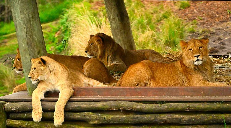 Cover Image for New footage uncovers how five lions managed to escape from their Sydney zoo enclosure