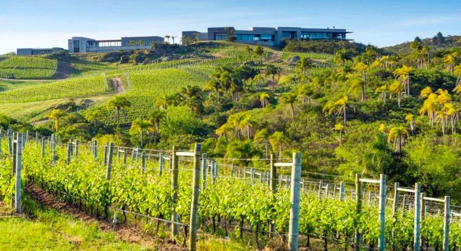 Cover Image for Why Uruguay might emerge as the next global wine hotspot