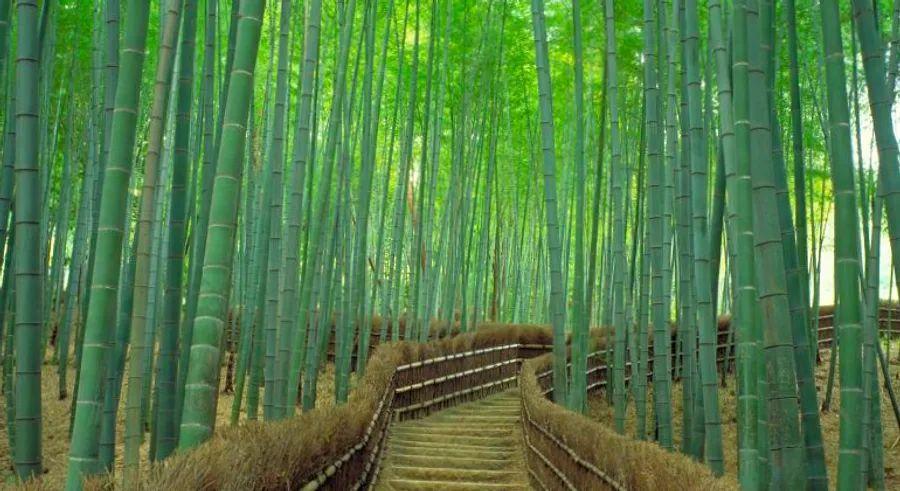 Cover Image for Kyoto’s Sagano Bamboo Forest: A Natural Wonder Like No Other
