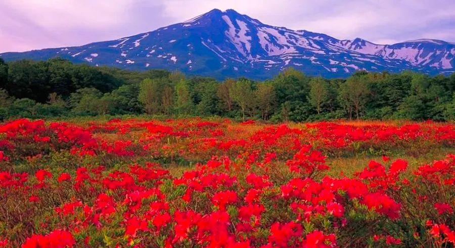 Cover Image for Tohoku: A Japanese destination that offers something special in every season