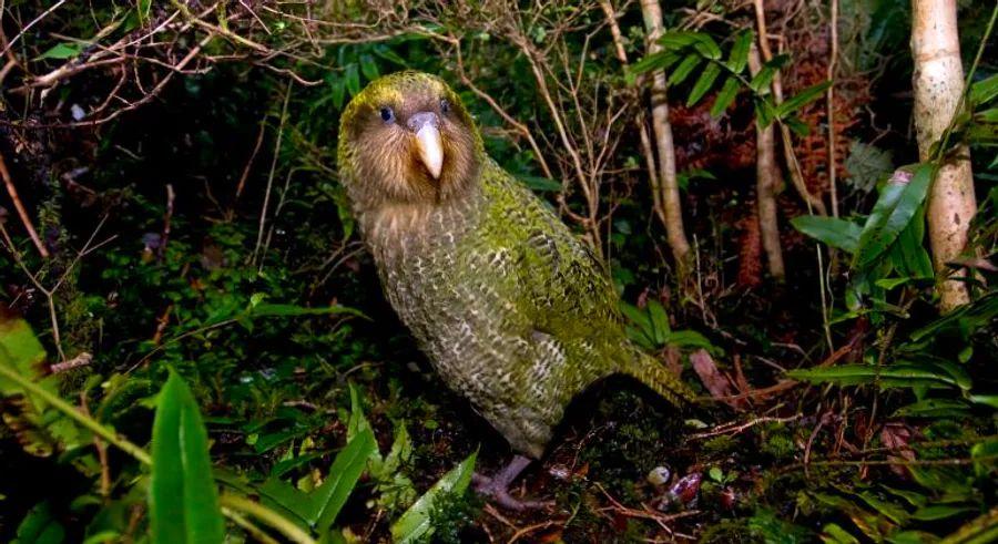 Cover Image for Plump, flightless parrot crowned Bird of the Year after a campaign marred by voter fraud