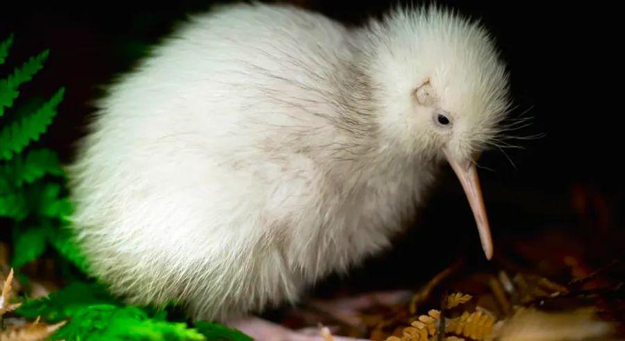 Cover Image for Manukura, the sole white kiwi ever born in captivity, has passed away in New Zealand following surgery