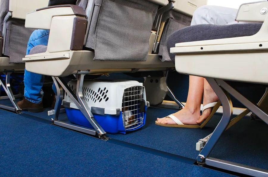 Cover Image for Everything you should know about flying with dogs, including where they can sit and the cost involved