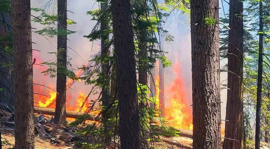 Cover Image for Evacuation orders issued as wildfire threatens Yosemite's Mariposa Grove, home to over 500 giant sequoia trees