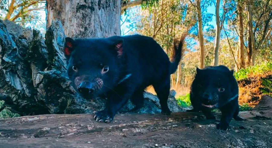 Cover Image for Tasmanian devils make their long-awaited return to the Australian mainland after 3,000 years