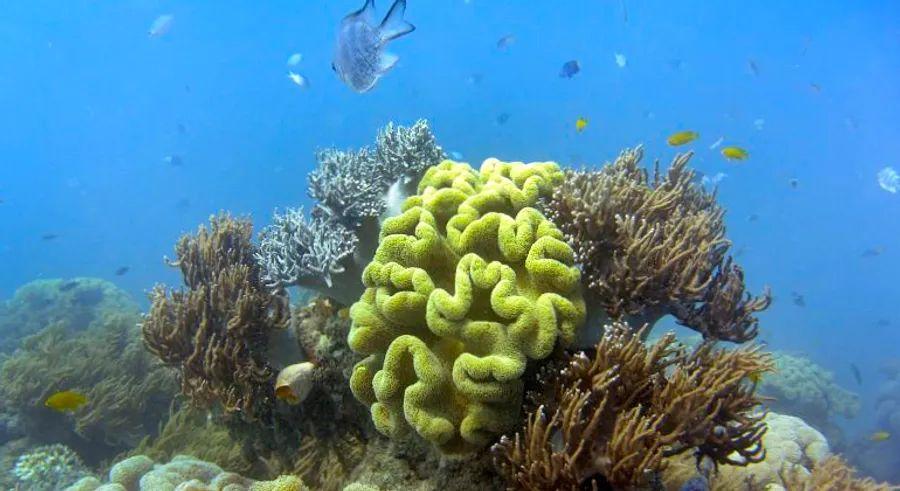 Cover Image for Australia's Great Barrier Reef has successfully avoided an 'in danger' classification in the latest UNESCO vote.