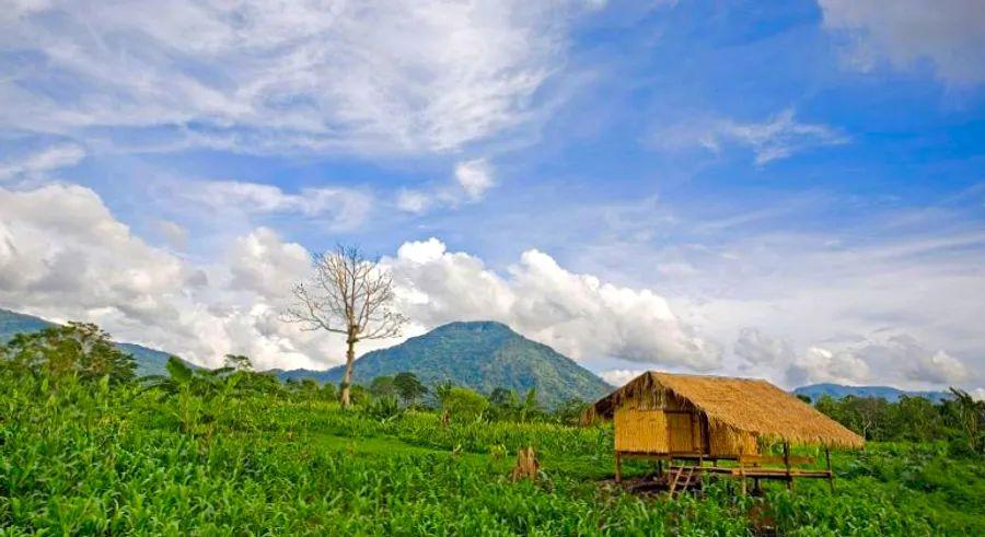Cover Image for Discover a coffee paradise on the Bolaven Plateau