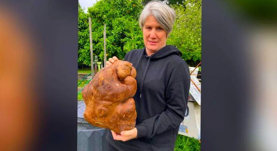 Cover Image for Could this be the world’s heaviest potato? A New Zealand couple stumbles upon a gigantic spud in their garden
