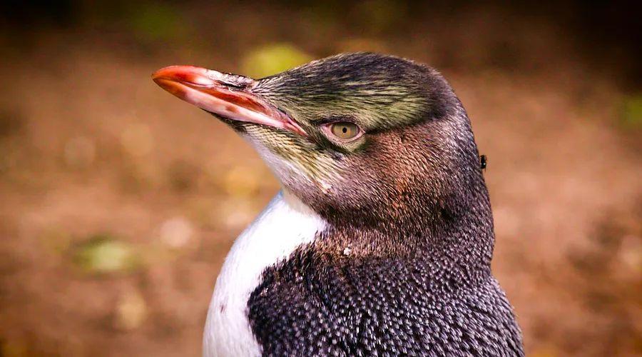 Cover Image for At this rehab center in New Zealand, the patients aren't humans – they're penguins