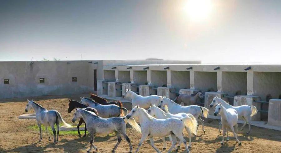 Cover Image for Qatar’s Al Shaqab equestrian center: A five-star haven for horses