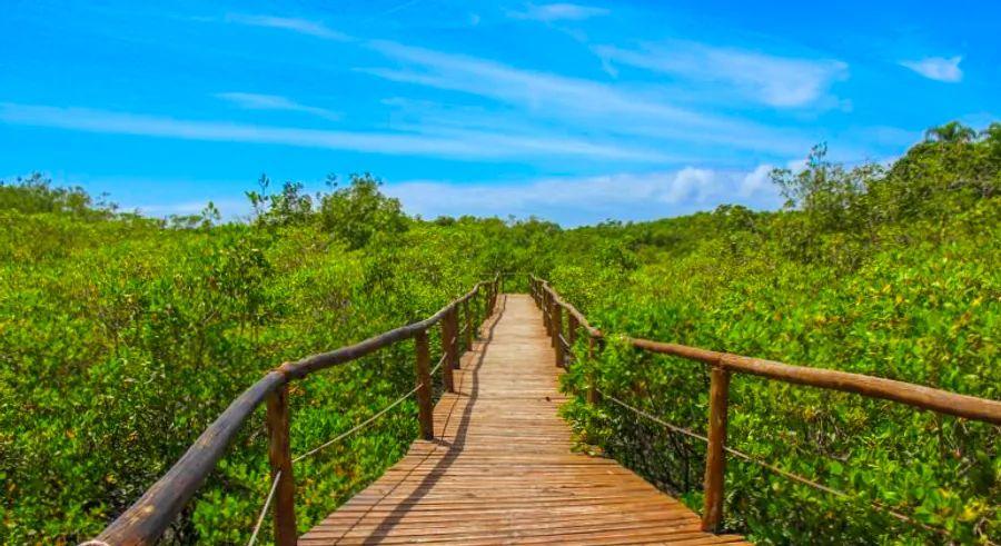 Cover Image for With no cars and only a few residents, Brazil’s Ilha do Cardoso offers a genuine escape from the modern world.