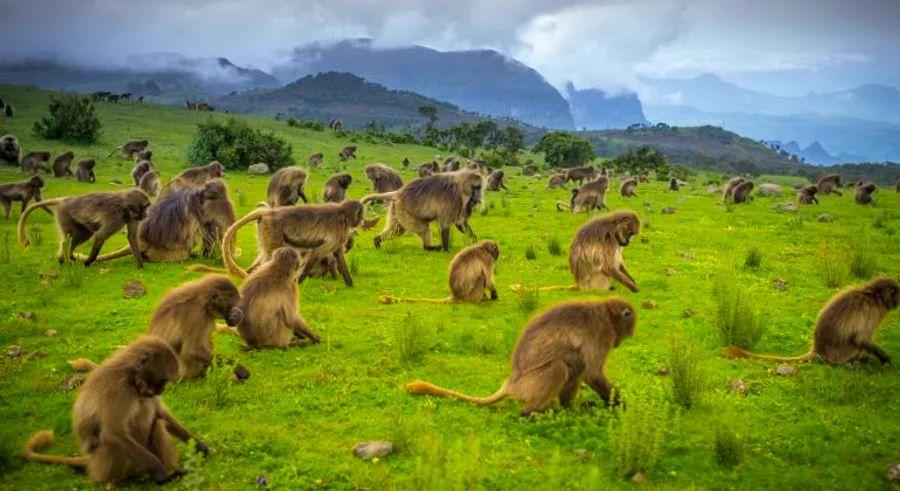 Cover Image for Ethiopia is quickly becoming Africa's next big hotspot – here's why