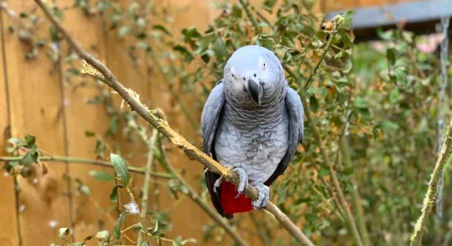 Cover Image for Parrots at wildlife park relocated after cursing at visitors
