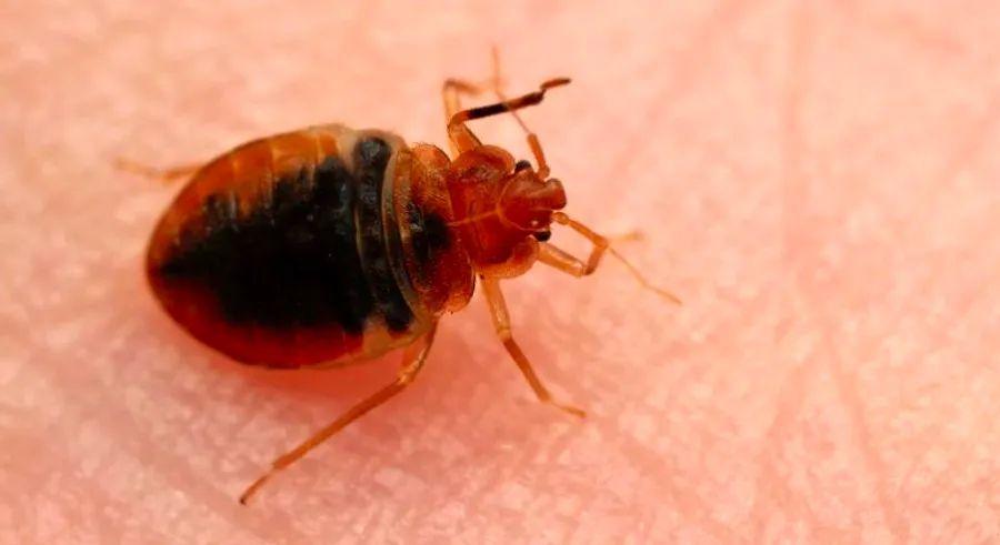 Cover Image for France introduces a hotline as part of its campaign to eliminate the persistent bedbug problem.