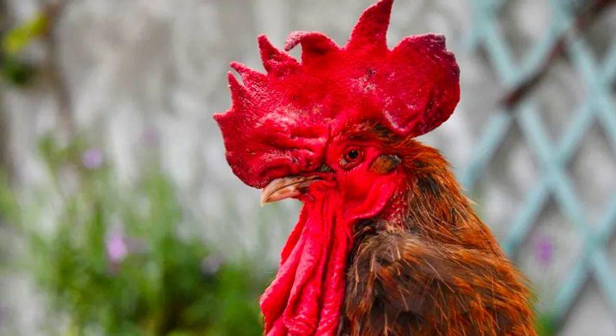 Cover Image for France has introduced legislation to safeguard the sounds and scents of its rural regions.