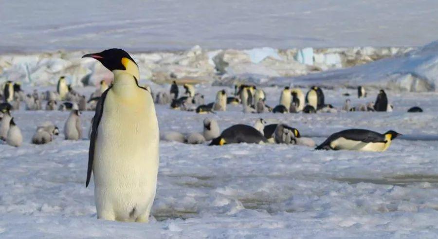Cover Image for Visiting Antarctica During the COVID-19 Era: Key Information for Travelers