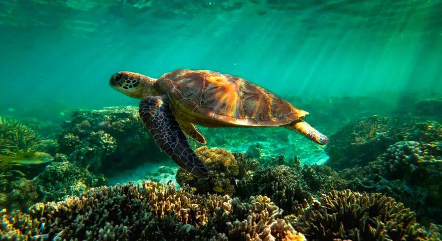 Cover Image for Half of the coral populations in the Great Barrier Reef have been lost over the past 30 years.
