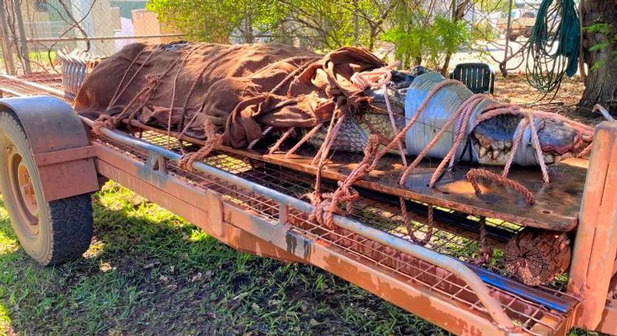 Cover Image for A massive 14-foot crocodile has been captured at a popular tourist location in Australia.