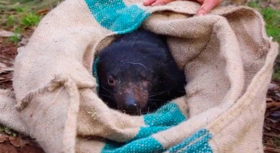 Cover Image for Tasmanian devils make a comeback on mainland Australia after 3,000 years