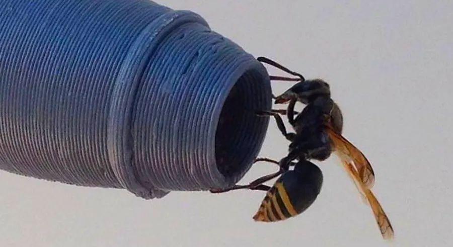 Cover Image for A new aviation challenge: wasps