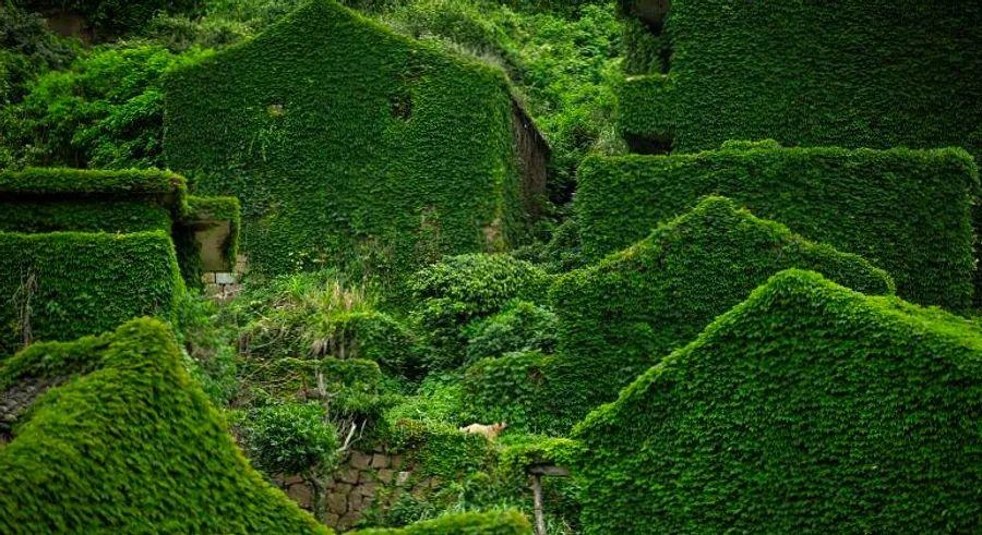 Cover Image for China’s forgotten village overtaken by nature