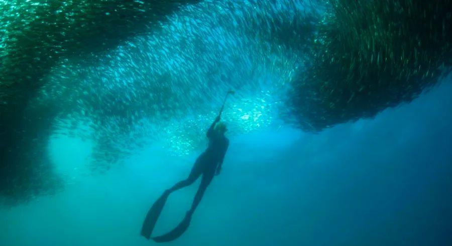 Cover Image for ‘The Greatest Shoal on Earth’: Safeguarding South Africa’s Sardine Migration