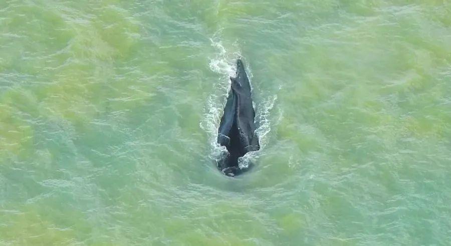 Cover Image for A humpback whale has successfully escaped a crocodile-filled river in Australia, swimming to freedom after being trapped for weeks.