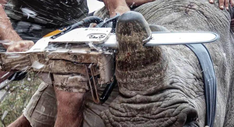 Cover Image for This South African student is tackling wildlife poaching through impactful animal photography