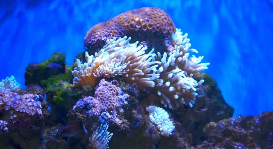 Cover Image for Dubai’s luxurious Heart of Europe development is set to build a massive coral reef