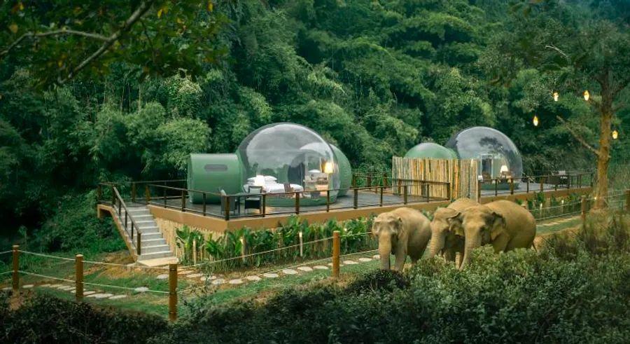 Cover Image for New 'Jungle Bubbles' offer a chance to sleep next to elephants in Thailand's Golden Triangle