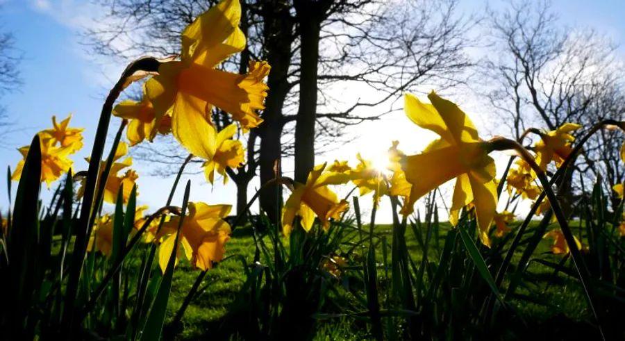 Cover Image for Spring Equinox 2021: A Glimmer of Hope on the Horizon