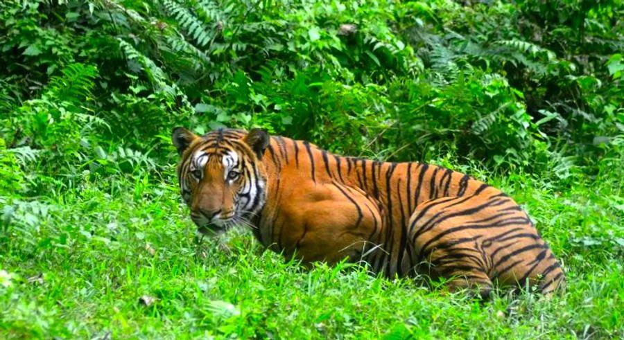 Cover Image for Top locations to spot tigers in India