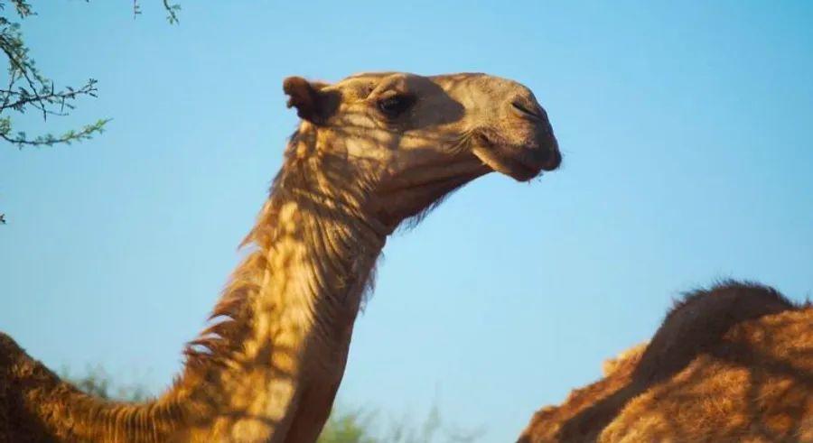 Cover Image for In Kenya, your next coffee might just be a ‘camel-ccino’