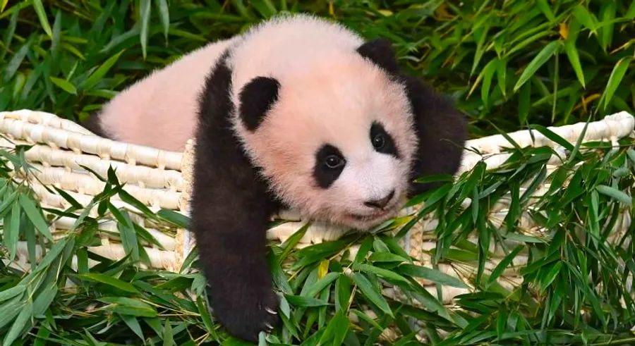 Cover Image for A video featuring K-pop sensation Blackpink and a giant panda cub has ignited controversy in China.