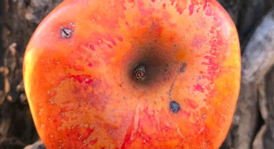 Cover Image for Colorado couple’s two-decade quest to rediscover a lost fruit ends in triumph