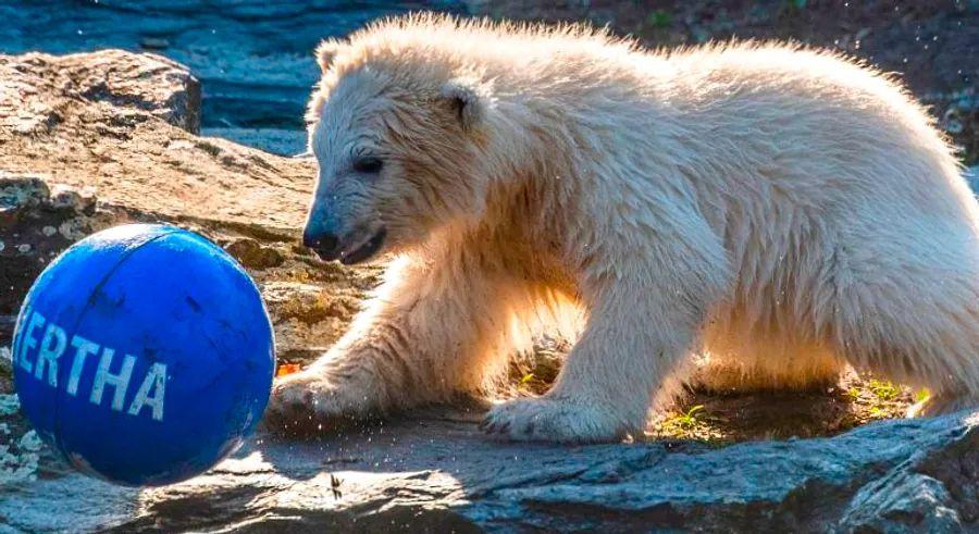 Cover Image for Berlin zoo confirms the polar bear cub's parents were siblings