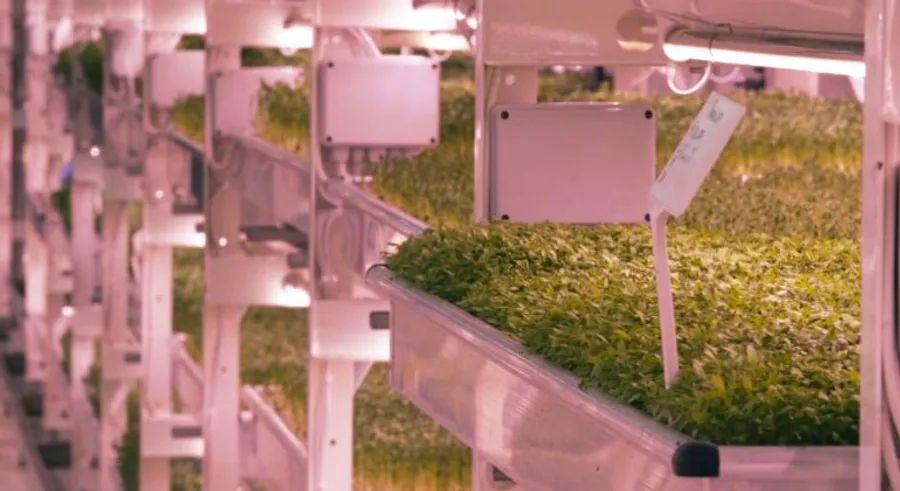 Cover Image for London's secret underground farm operates in a WWII bomb shelter