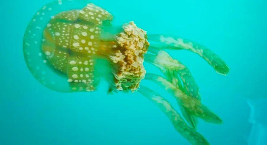 Cover Image for These secluded lagoons in the Philippines will transform your perception of jellyfish
