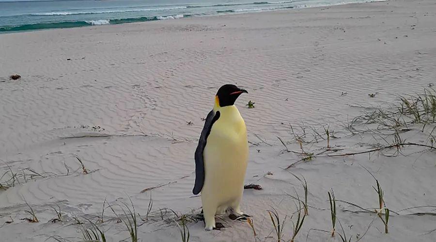Cover Image for An emperor penguin makes an unexpected appearance on an Australian beach, having traveled thousands of miles from its Antarctic home.