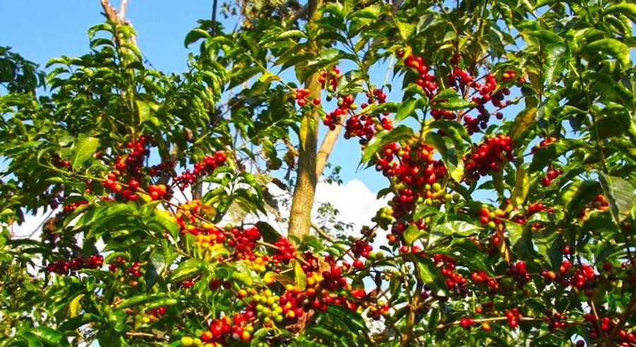 Cover Image for Bonga: Ethiopia’s Birthplace of Arabica Coffee and More
