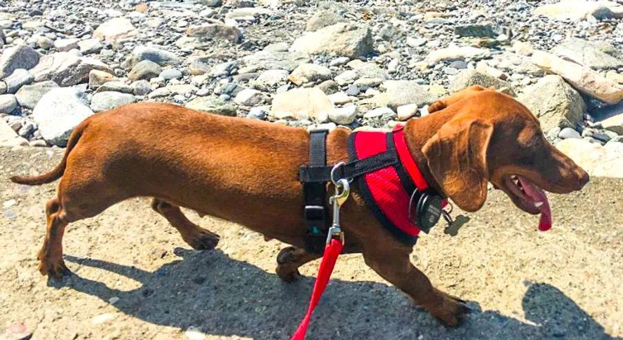 Cover Image for Separated due to the pandemic, a small dog journeys 10,000 miles to reunite with her owners